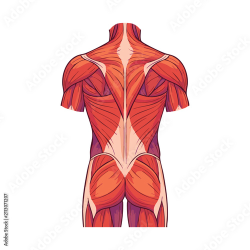 Detailed anatomical illustration of the human back muscles, showcasing the trapezius, latissimus dorsi, and gluteal regions.