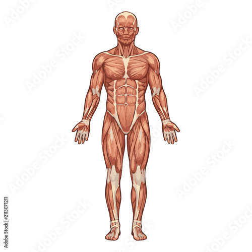 Detailed anatomical illustration of the human muscular system, showing major superficial muscles from an anterior view.