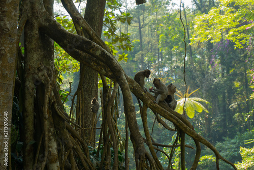 Monkeys rest on tangled tree roots. Sunlight filters through thick green canopy.