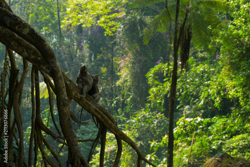 Monkeys rest on tangled tree roots. Sunlight filters through thick green canopy.