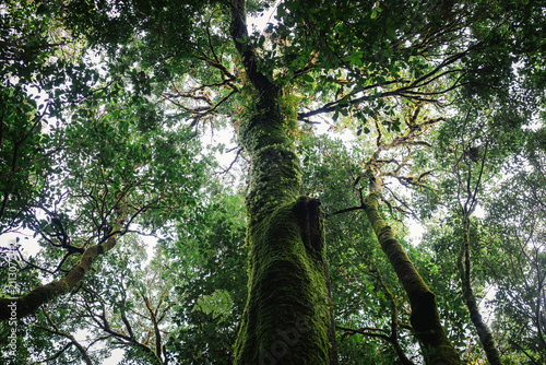 Obraz na plátně Low-angle view of a towering moss-covered tree in a lush tropical rainforest, showcasing dense green canopy and untouched natural wilderness