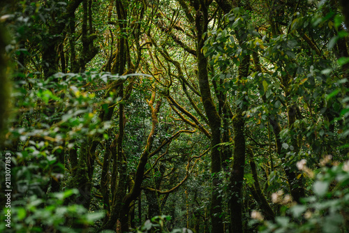 фотографія Low-angle view of a towering moss-covered tree in a lush tropical rainforest, showcasing dense green canopy and untouched natural wilderness