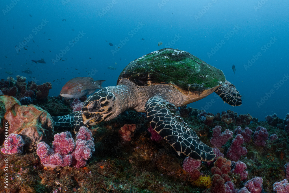 Fototapeta premium Hawksbill turtle swimming over vibrant coral reef underwater