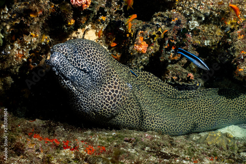 Fotografie Honeycomb moray eel resting on coral reef while getting cleaned