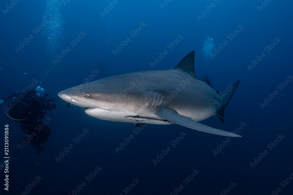 Naklejka premium Bull shark swimming near diver in deep ocean