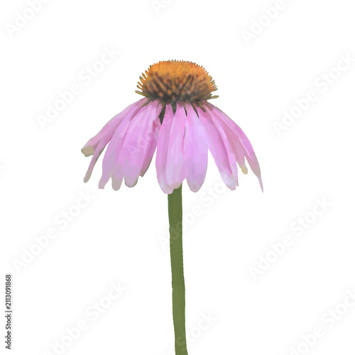 Cuadro en lienzo Aromatic Echinacea Purpurea Herbs close up (also known as the coneflower, tennesseensis, laevigata, pallida, angustifolia)