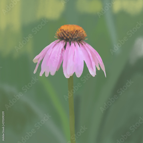 Cuadro en lienzo Aromatic Echinacea Purpurea Herbs flower close up (also known as the coneflower, tennesseensis, laevigata, pallida, angustifolia)