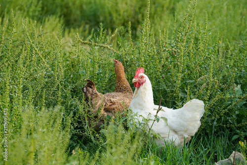 Chickens are in lush green bushes