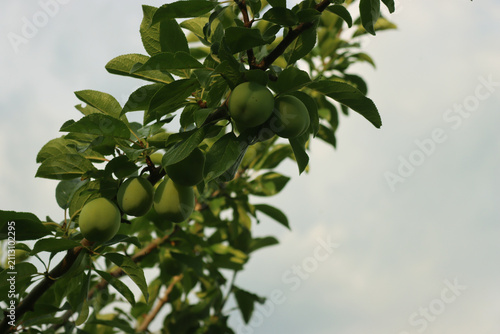 Quadro su tela Many unripe Queen Claude ( Reine Claude) plums growing on branches in the orchrad on summer