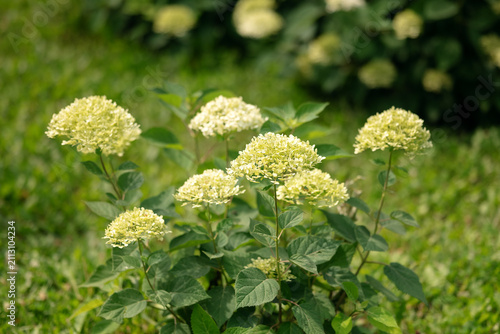 Bild auf Leinwand Hydrangea arborescens bush blooming with white inflorescences in a park garden