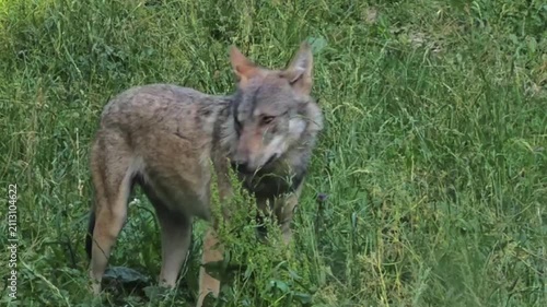 Gray Wolf Scenting the Air in a Forest Clearing