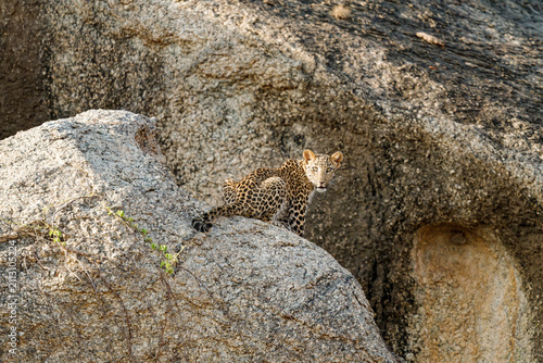 Photography Leopard, Jawai, Rajasthan, India