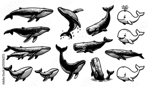 Konstfotografi Detailed Blue Whale and Humpback Mammal Vector Illustration Set Featuring Variou