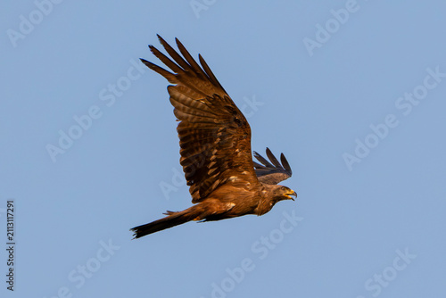 Foto Black kite (Milvus migrans) in flight