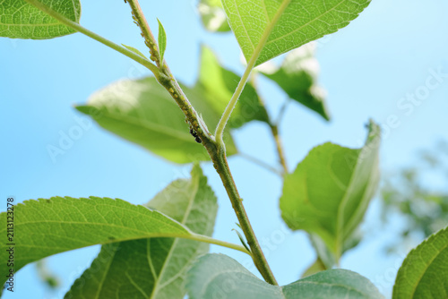 Foto Aphids and an ant colonizing plant stem and leaves against blue sky