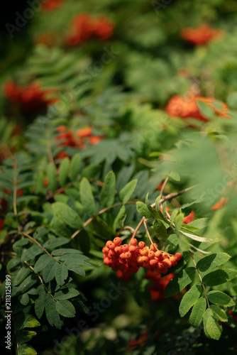 Ripe orange rowan berries hanging on tree branches with green leaves.