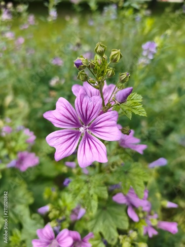 Purple flowers of common mallow, Malva sylvestris