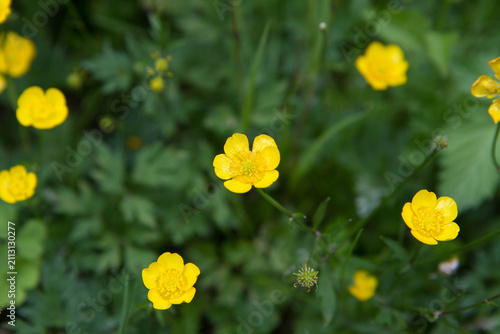 A buttercup plant blooming in summer