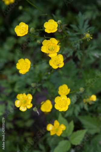 A buttercup plant blooming in summer