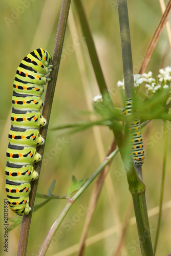 Two Vibrant Old World swallowtail Papilio machaon caterpillars on Stems, One Large and One Small, Amidst Green Foliage