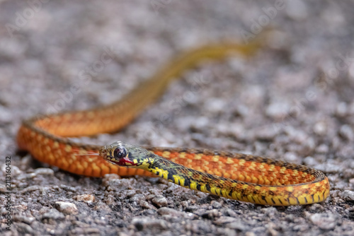 view of spotted keelback in nature