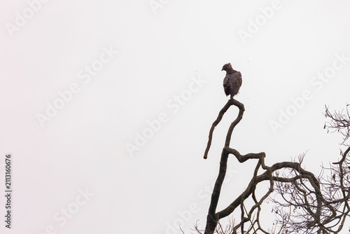 view of a dark morph changeable hawk-eagle in nature