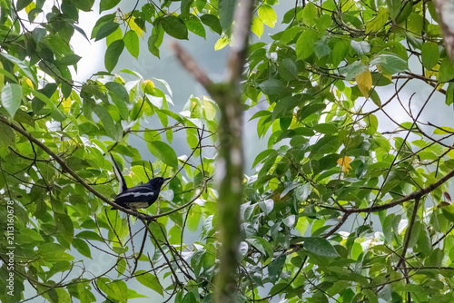 view of a oriental magpie robin, a small passerine bird common in urban garden