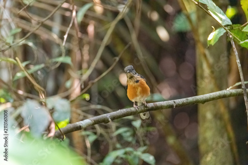 view of white-rumped shama (copssychus malabaricus) in nature