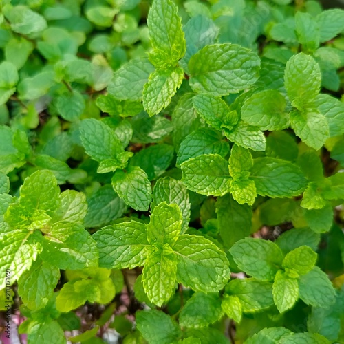Фотография Top view close up of organic fresh peppermint leaves with rich green foliage tex