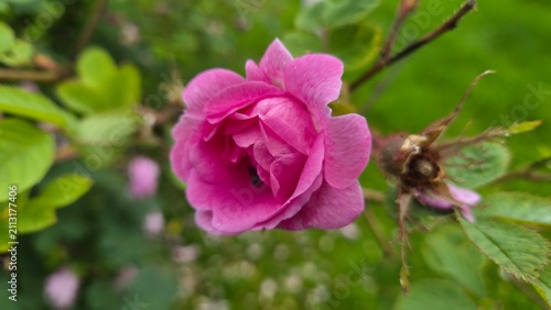 Pink flower blooms in garden during sunny day