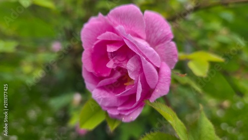 Pink rose blooms in a garden during spring season
