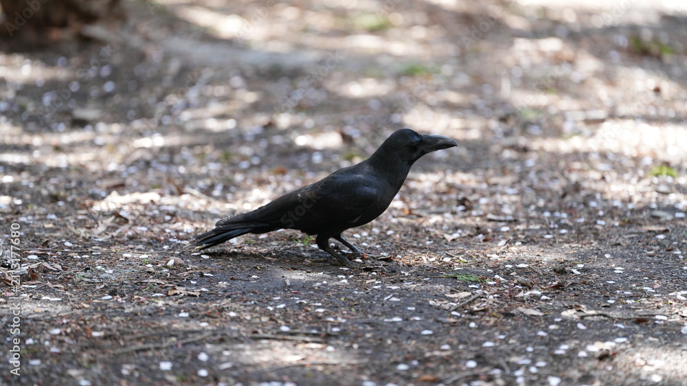 Fototapeta premium One black crow bird finding the food on the grass land