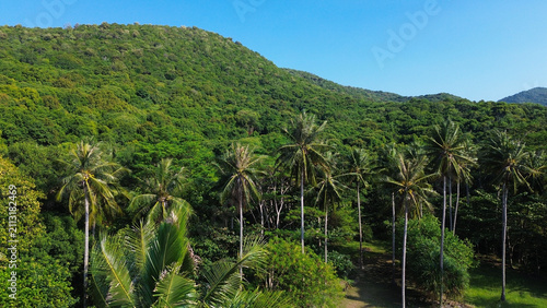Tropical Coconut tree, Palm Trees Overlooking a Crystal Clear Coastline, beach, green hill and Turquoise Ocean