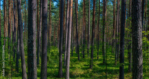 Quadro su tela Wald Finnland