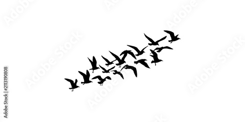 Fotografie A flock of birds flying in formation silhouette isolated on a white background,