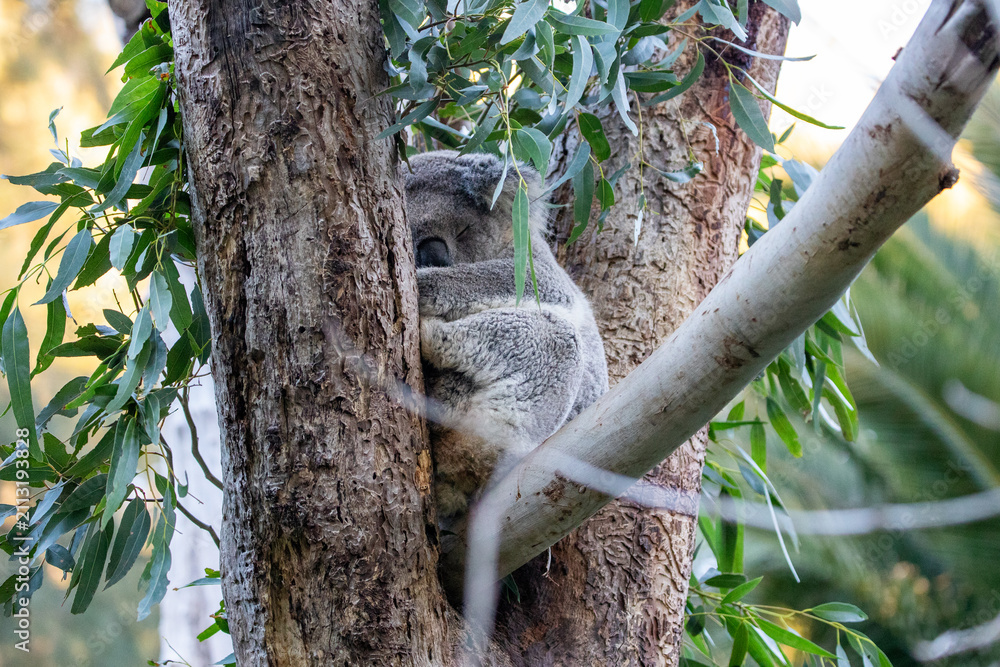 Fototapeta premium Adorable Koala Resting Among Eucalyptus Branches