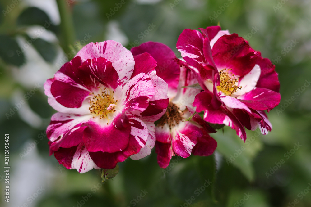 Obraz premium An original rose variety with variegated petals on a natural blurred background