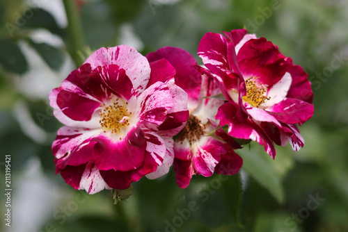 An original rose variety with variegated petals on a natural blurred background