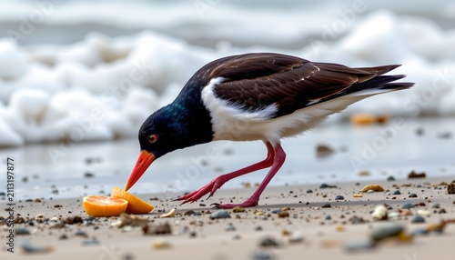 A black and white bird with a bright orange beak and pink legs is standing on a sandy shore, pecking at an orange object