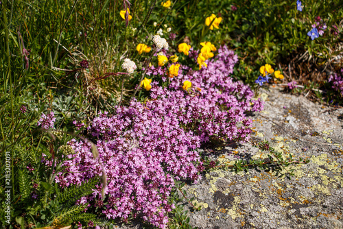 Foto Rosa Blütenpracht