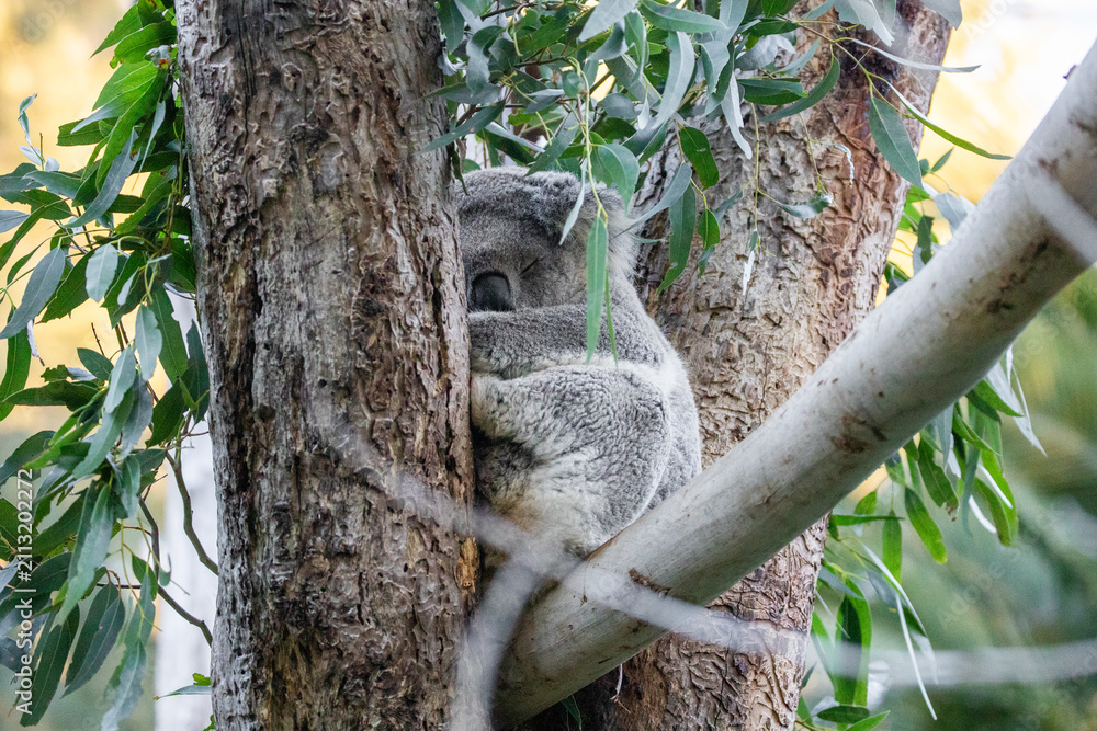 Obraz premium Koala Resting Peacefully Among Eucalyptus Branches