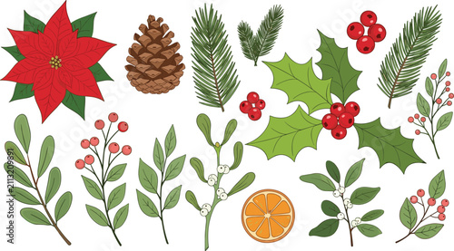 Christmas botanical illustration, poinsettia flower, pine cone, holly berries, mistletoe, evergreen branches, festive orange slice, winter holiday decoration, seasonal design