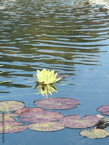 Canvas Print Yellow water lily flower floating on a calm pond