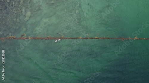 seagulls swimming in clear water near rocky shore in early morning light