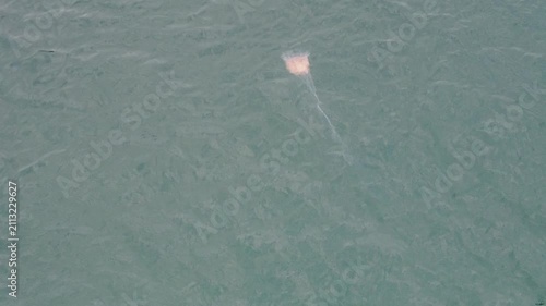 Jellyfish swims close to the shore in a clear ocean