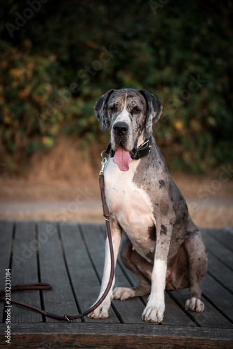 Plakat Great Dane