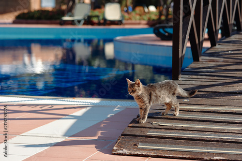 Slika na platnu A curious tabby kitten walks along a wooden poolside bridge beside a blue swimming pool, basking in warm sunlight and casting soft shadows on tiled deck in a relaxed summer outdoor scene