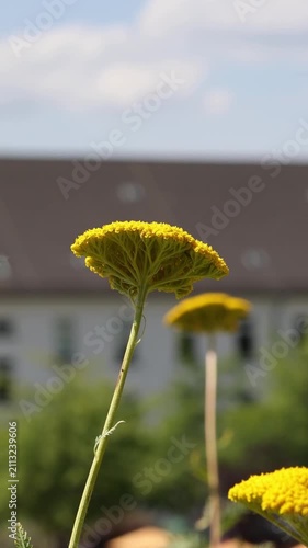 Yellow yarrow flower swaying in wind