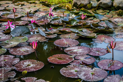Konstfotografi Pink water lilies in a pond in Bandung City