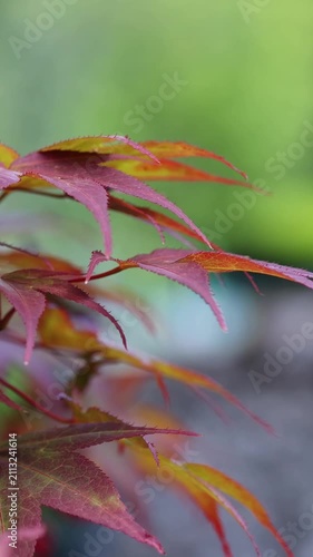 Red japanese maple leaves swaying gently